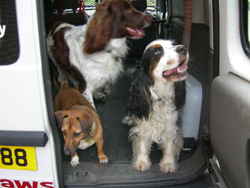 Paws Patrol Image Gallery - click to enlarge